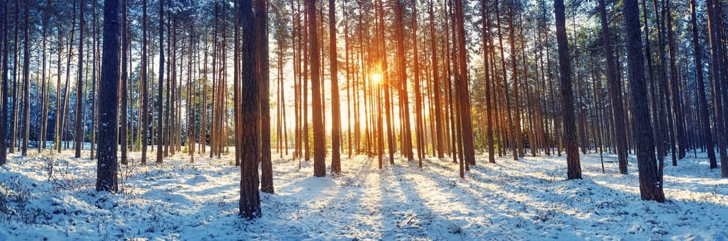 Pine trees covered with snow on frosty evening. Beautiful winter panorama at snowfall