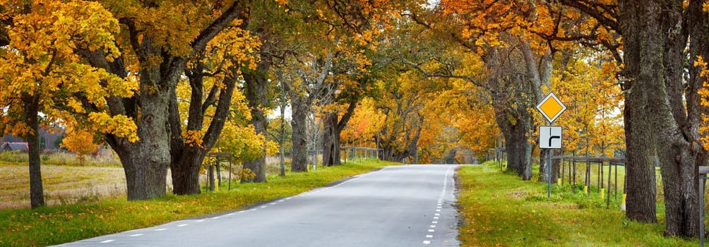 old asphalt road with beautiful trees on the sides in autumn
