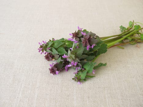 A herb bouquet with purple dead nettle, Lamium purpureum