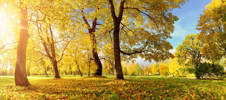 trees with multicolored leaves in the park
