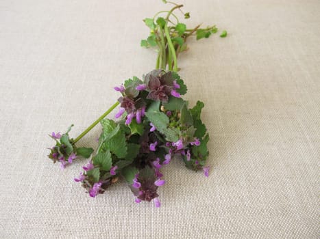 A herb bouquet with purple dead nettle, Lamium purpureum
