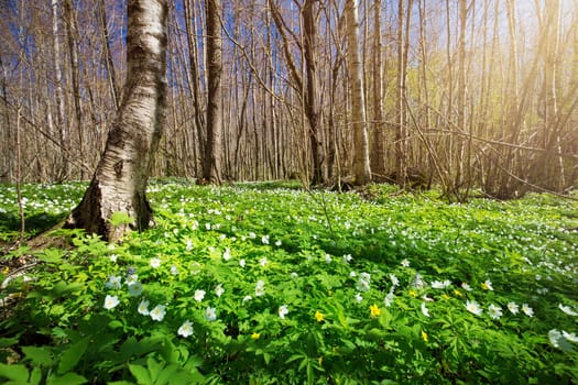 Wood with lots of white spring flowers in sunny day