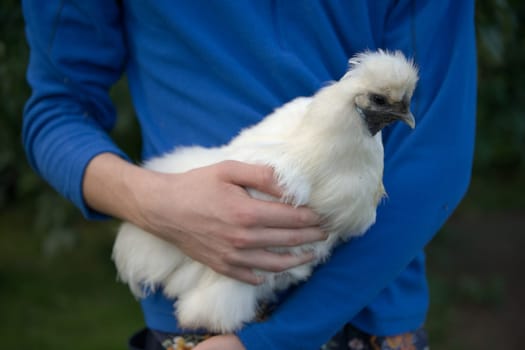 Full body image of a white silkie chicken hen as she is carried by a young man wearing a bright blue jumper fleece. Outdoors country lifestyle image.