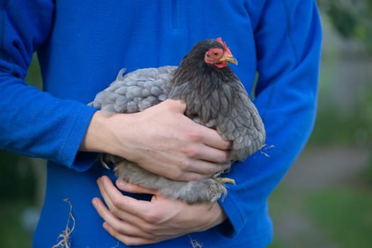 Small pekin bantam chicken of grey colors is held by a young man wearing a vibrant blue fleece jumper outdoors. Focus on the chickens orange eye.