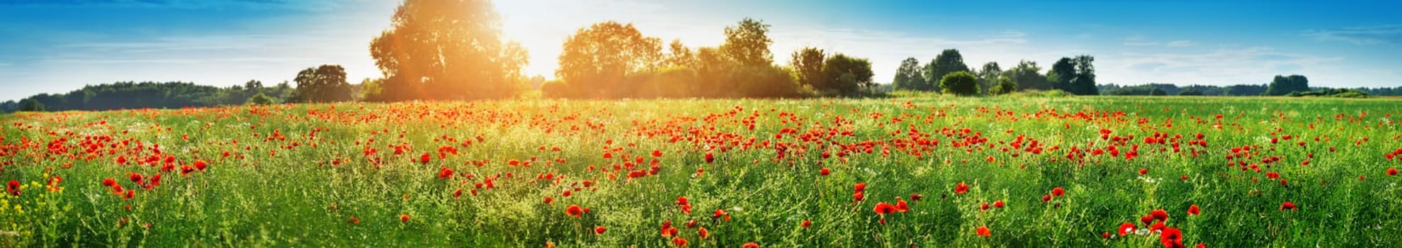 Beautiful poppy flowers on the field at sunset