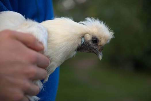 Close up of white silkie chickens face whilst she is carried by a person in a blue jumper. Blue beak and skin of the chicken stand out from background