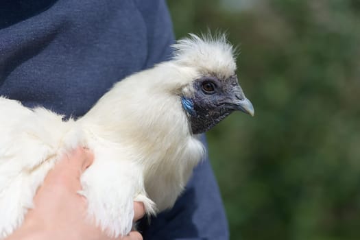 Super sharp close up of white silkie chickens face in direct sunlight. All the wrinkles and details of the deep blue skin is shown, bright eye too.