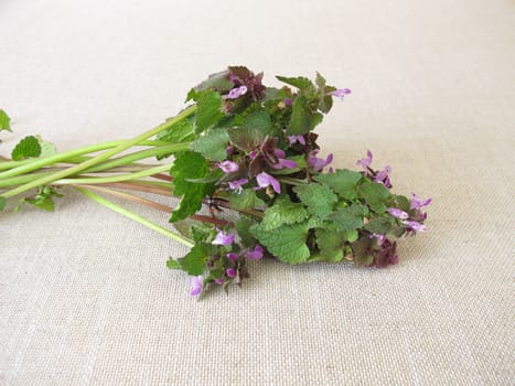 A herb bouquet with purple dead nettle, Lamium purpureum