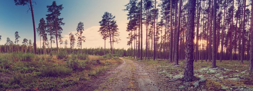 Coniferous forest with pine trees at sunset