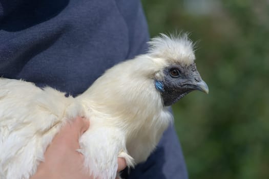 Fine white feathers and face of a silkie chicken are shown as she is held by her owner. These are popular poultry pets due to their friendly nature.