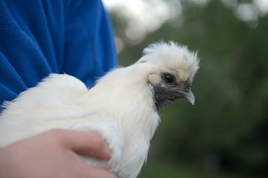 Whilst being carried by a person in a blue jumper, this white silkie chicken looks at the camera, giving a side profile of her head. Plain Background