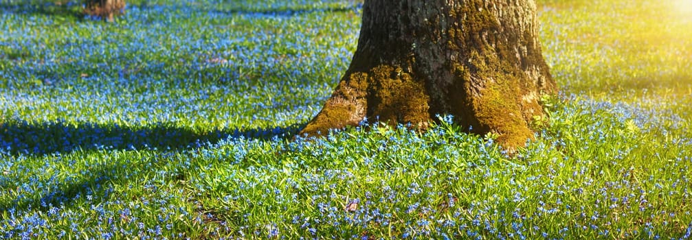 view to spring flowers in the park. Beautiful morning with sunshine