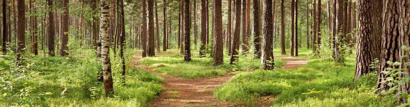 pine forest panorama in summer. Pathway in the park