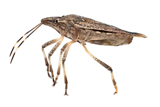 Stink Bug Macrophotography, close up of insect with white background