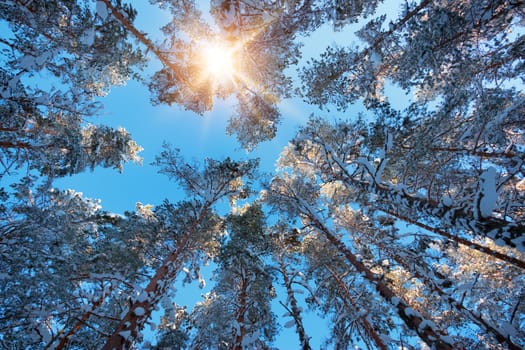 Tree tops from low angle view in winter. Snowy landscape with beautiful sun shining trough branches covered with snow