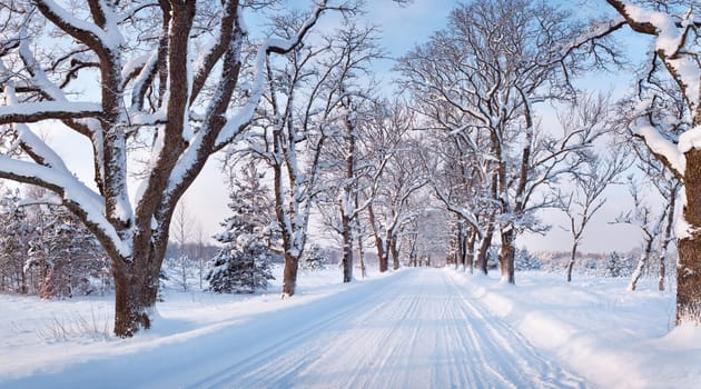 winter road through snowy alley on sunny day