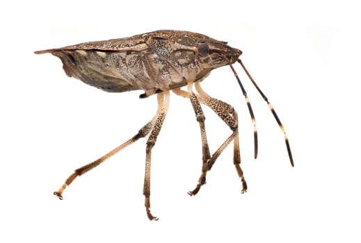 Stink Bug Macrophotography, close up of insect with white background