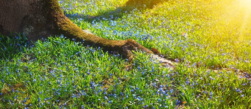 view to spring flowers in the park. Beautiful morning with sunshine