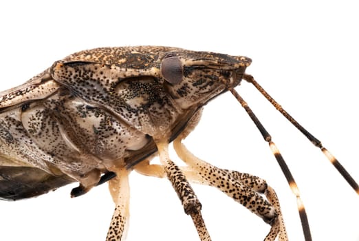 Stink Bug Macrophotography, close up of insect with white background