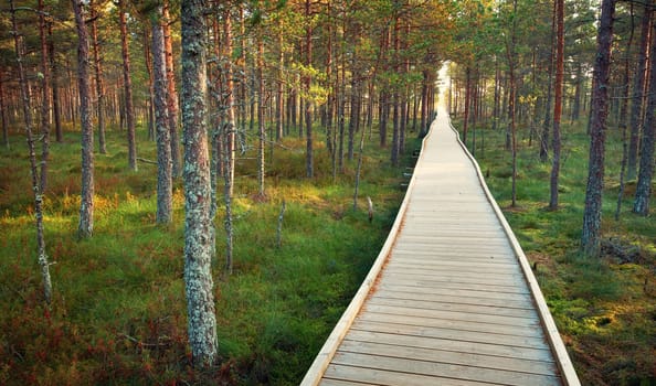 Viru bogs at Lahemaa national park in autumn. Wooden path at beautiful wild place in Estonia
