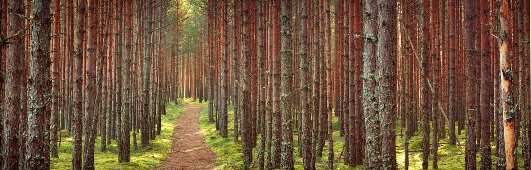 Lahemaa national park forest in september. Pine tree woods in early morning with path going throuhg