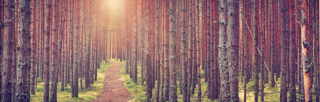 Lahemaa national park forest in september. Pine tree woods in early morning with path going throuhg