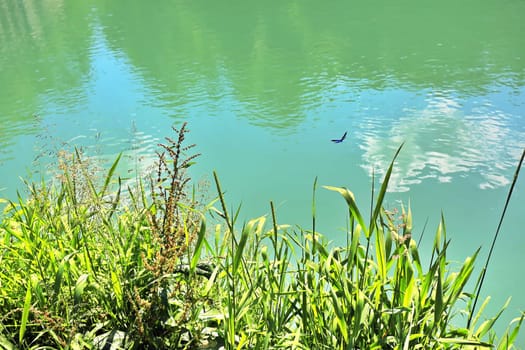 Dragonfly on the shore over green grass