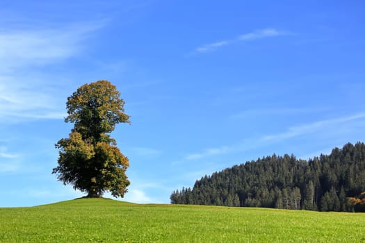 Detached tree on the green hill