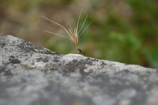 ant carrying an overlarge grain as symbol for strengh
