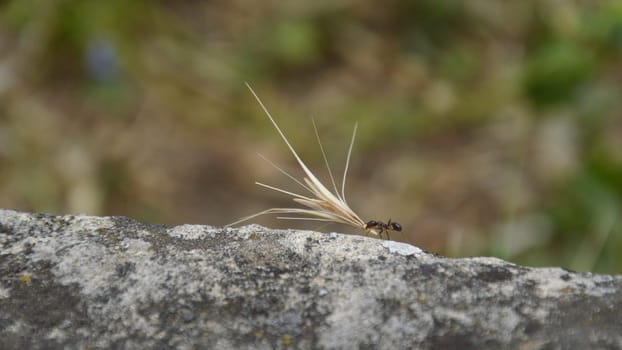 ant carrying an overlarge grain as symbol for strengh