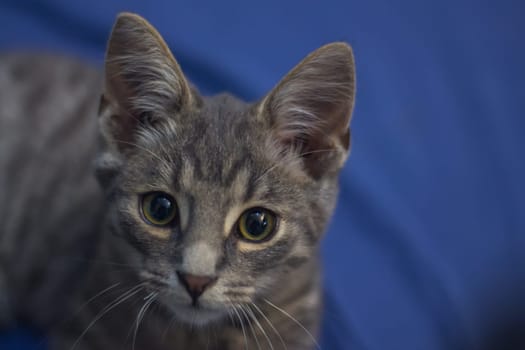Closeup of an adorable fluffy gray kitten