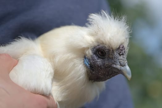 3 - Close up portrait of a white silkie chicken being held. Detail of chicken shown against soft background bokeh with outdoor colors