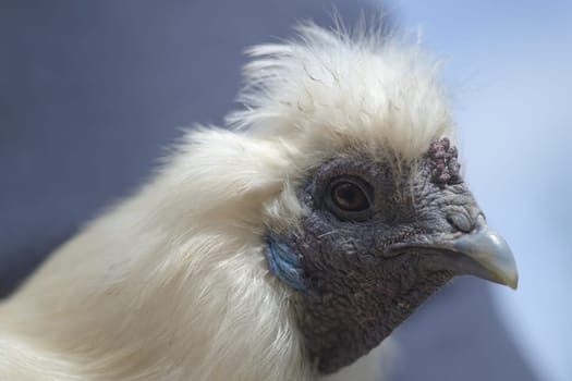 1 - Super close up macro portrait of the face of a white silkie chicken. Detail of hard wrinkly skin, blue features and fluffy feathers is shown