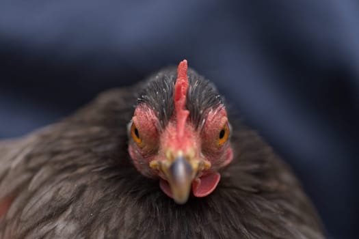 3 - Grey pekin bantam hen chicken appears angry and aggressive as she looks directly forward into the camera. Very close up macro focus on the eyes.