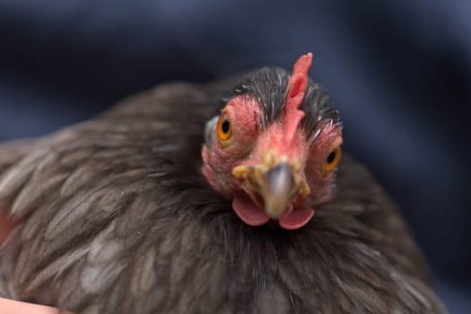2 - Selective focus on the face of this pet grey pekin bantam chicken hen as she tilts her head to look at the camera in a curious way. Held by owner