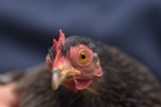 4 - Super macro close up image of the striking orange eye of a small grey pekin bantam hen chicken. Extreme detail in red comb and dark feathers.