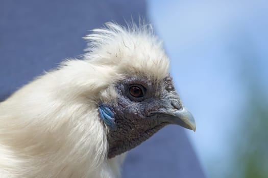 2 - Super close up macro portrait of the face of a white silkie chicken. Detail of hard wrinkly skin, blue features and fluffy feathers is shown