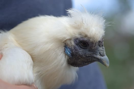 5 - Super close up macro portrait of the face of a white silkie chicken. Detail of chicken shown against soft background bokeh with outdoor colors