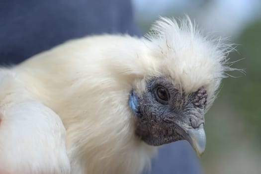 4 - Super close up macro portrait of the face of a white silkie chicken. Detail of hard wrinkly skin, blue features and fluffy feathers is shown