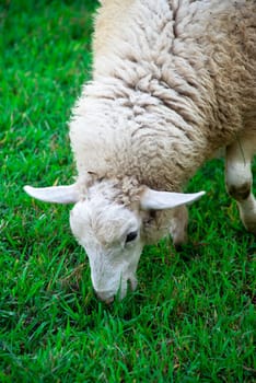 Close up of this interesting animal face with long ears and thick wool. Serene and peaceful environment, sheep grazes in manicured green grass.