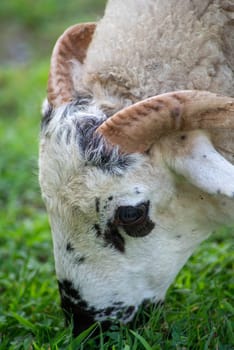 Close up of this interesting animal face with black spots, pink horns and long eyelashes. Serene and peaceful environment.