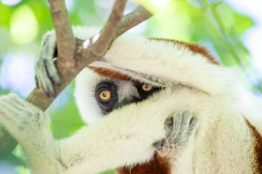 The Coquerel Sifaka in its natural environment in a national park on the island of Madagascar.