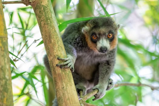 A lemur sits on a branch and watches the visitors to the national park.