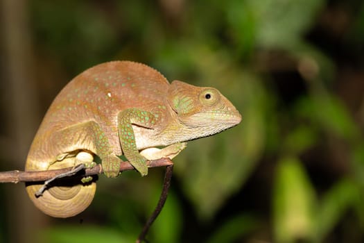 Colorful chameleon in a close-up in the rainforest in Madagascar.