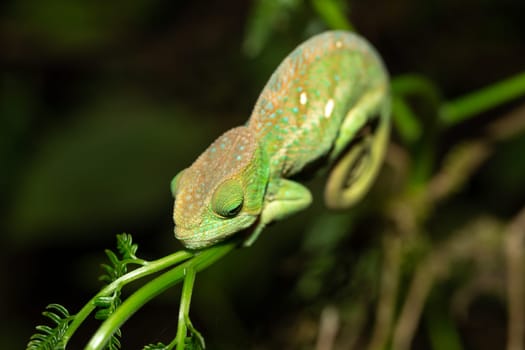 Colorful chameleon in a close-up in the rainforest in Madagascar.