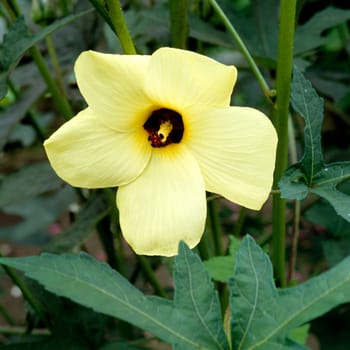 Abelmoschus esculentus, Gemüse-Eibisch, Okra