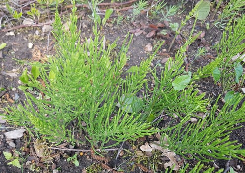 Ackerschachtelhalm  Equisetum  arvense  Keimling, Sproessling, Sprosse, Jungpflanze