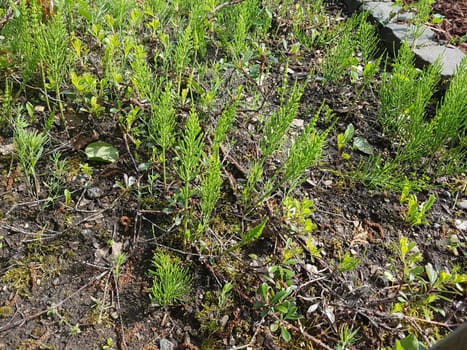 Ackerschachtelhalm  Equisetum  arvense  Keimling, Sproessling, Sprosse, Jungpflanze
