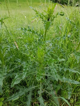 Acker-Kratzdistel  Cirsium  arvense, Jungpflanze