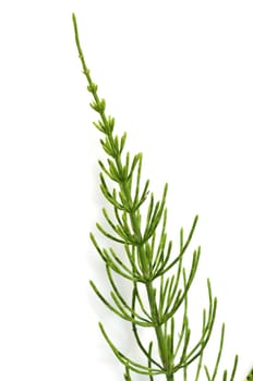 Ackerschachtelhalm  Equisetum arvense